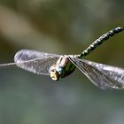 Aeshna cyanea – Blaugrüne Mosaikjungfer