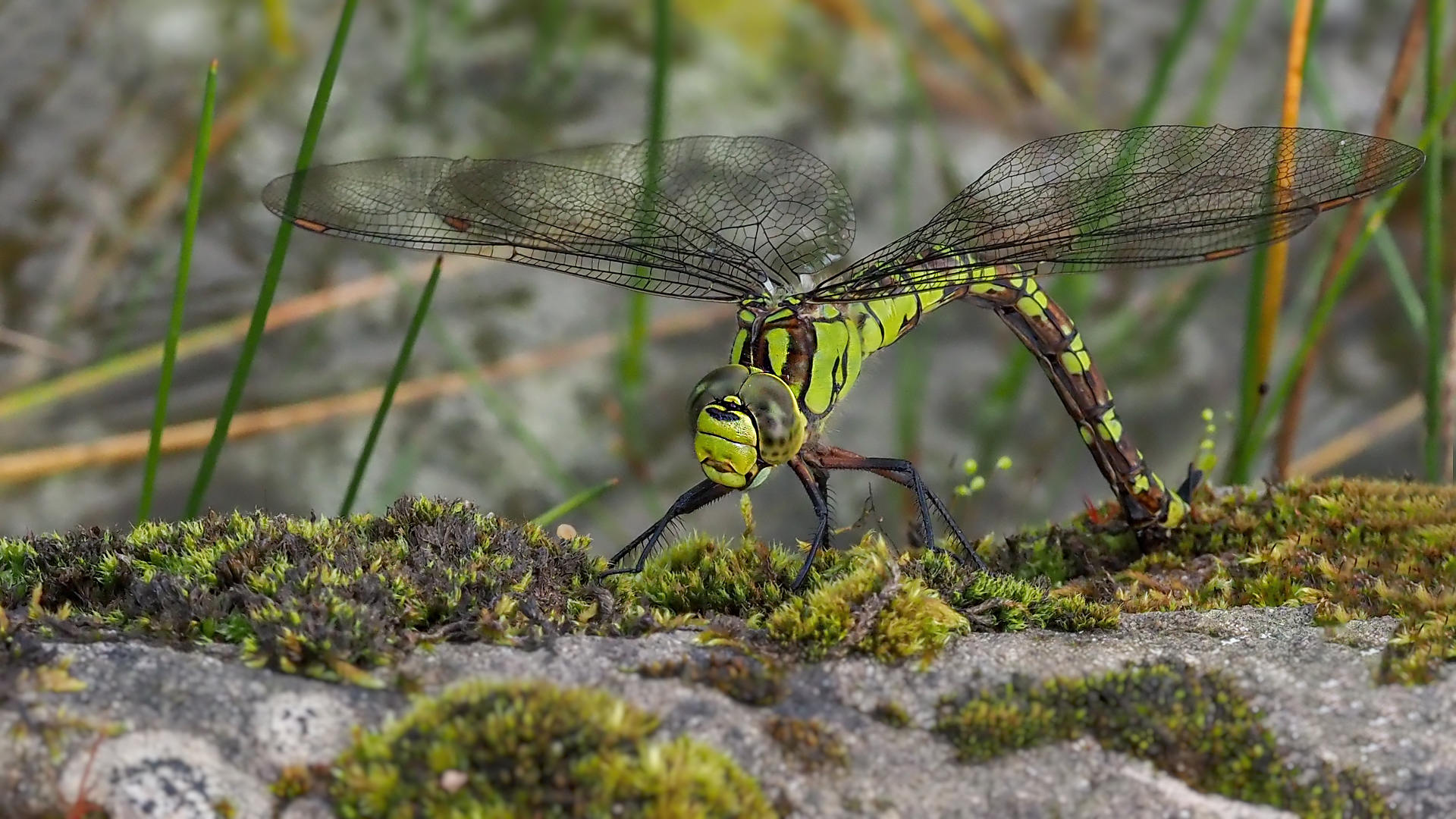 Aeshna cyanea ( Blaugrüne Mosaikjungfer )