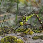 Aeshna cyanea ( Blaugrüne Mosaikjungfer )