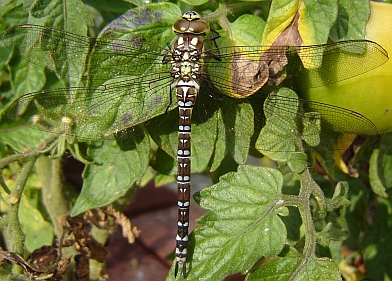 Aeshna cyanea - Blaugrüne Mosaikjungfer