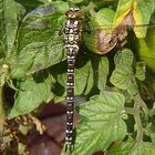 Aeshna cyanea - Blaugrüne Mosaikjungfer