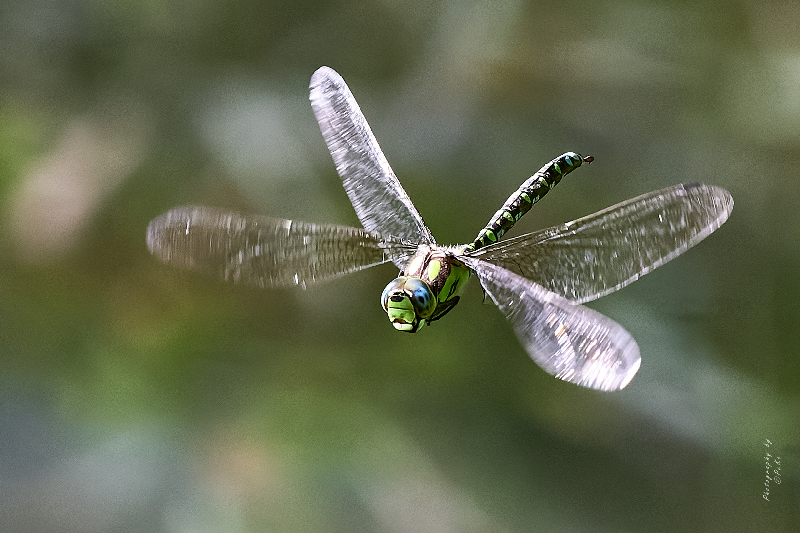 Aeshna cyanea – Blaugrüne Mosaikjungfer