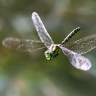 Aeshna cyanea – Blaugrüne Mosaikjungfer