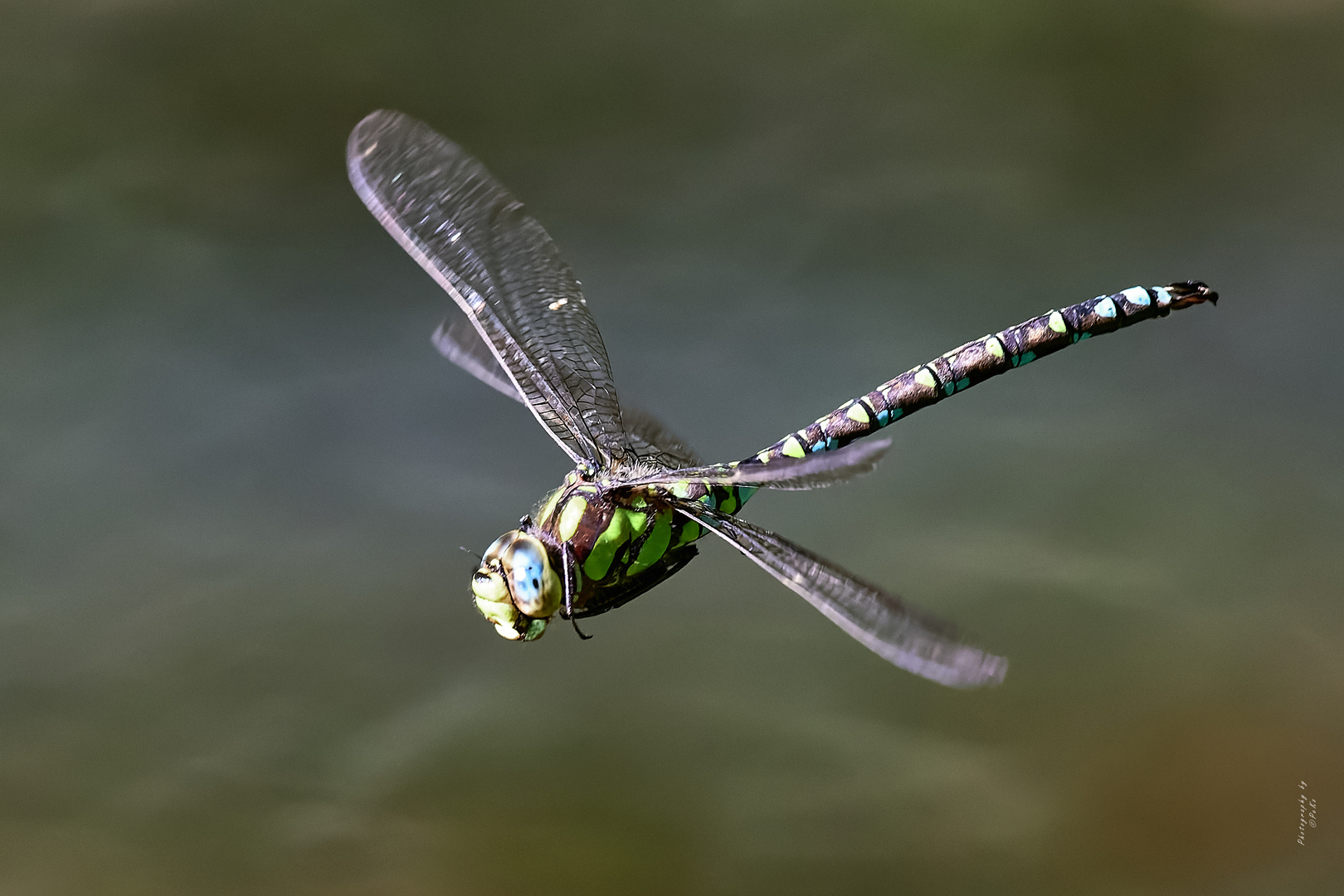 Aeshna cyanea – Blaugrüne Mosaikjungfer