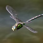 Aeshna cyanea – Blaugrüne Mosaikjungfer