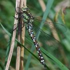 Aeshna cyanea (Blaugrüne Mosaikjungfer)