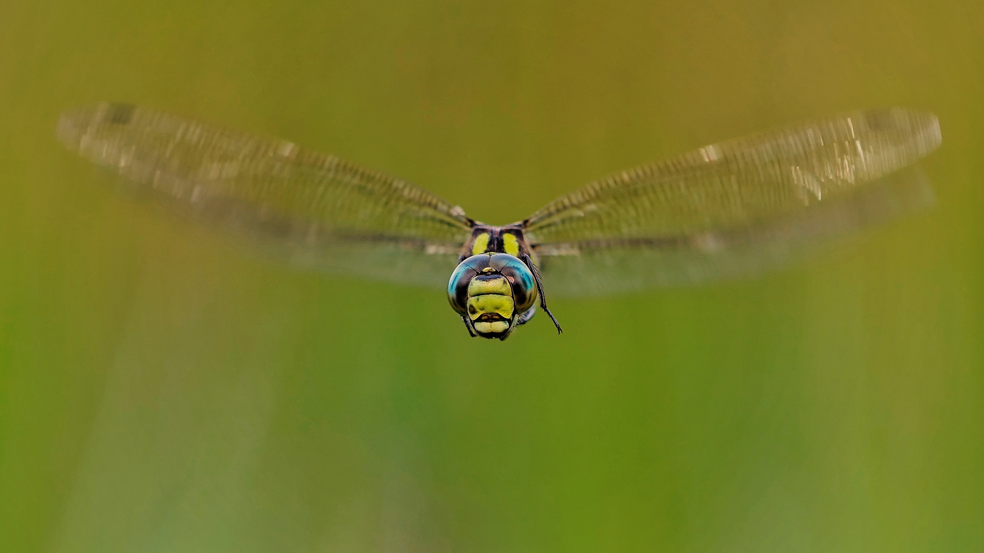 Aeshna cyanea