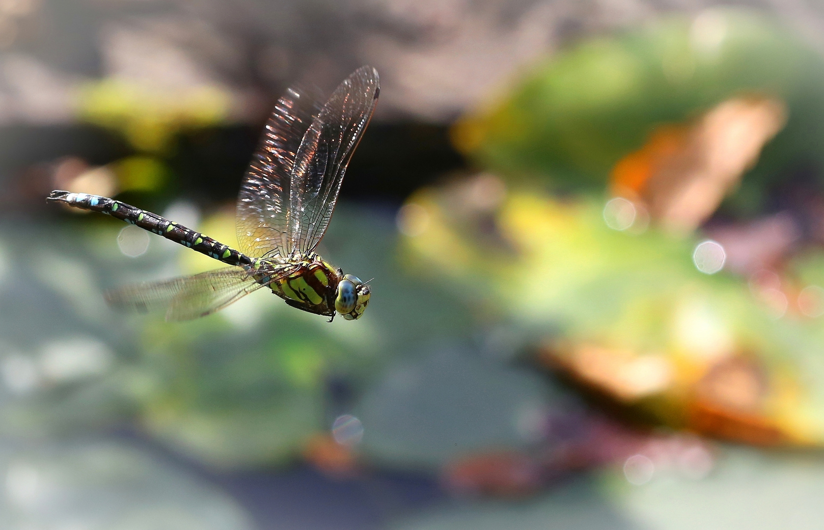 Aeshna cyanea