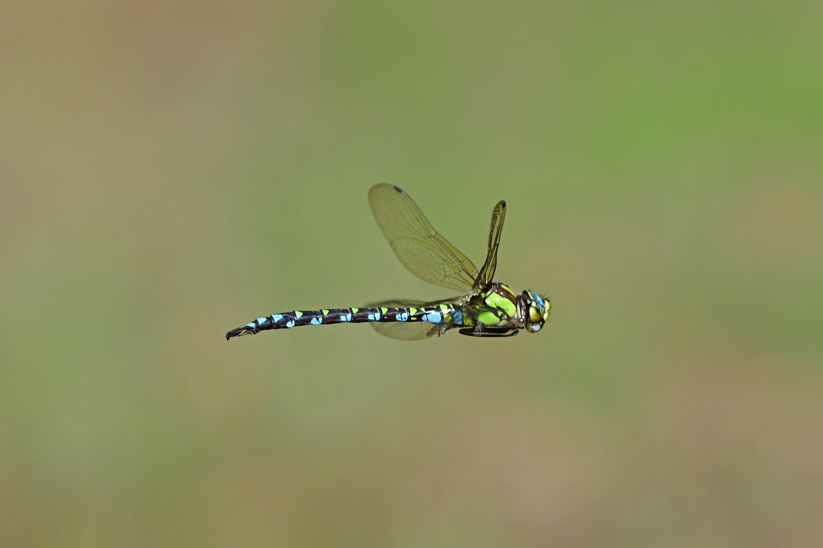 Aeshna cyanea im Vorbeiflug