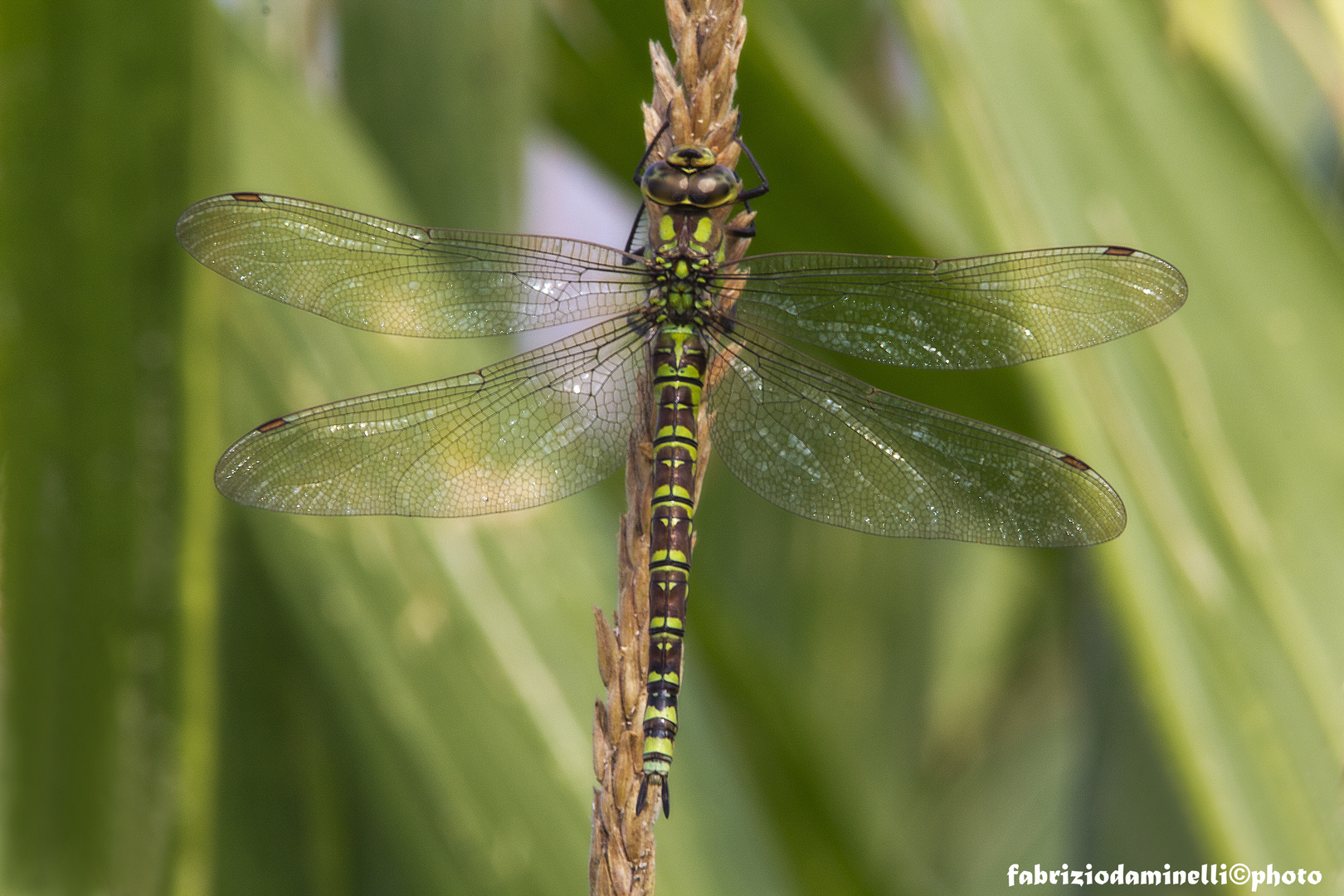 Aeshna cyanea (Müller 1764)