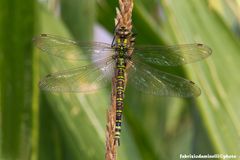 Aeshna cyanea (Müller 1764)