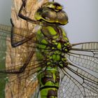 Aeshna cyanea (Müller 1764) female