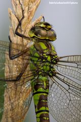 Aeshna cyanea (Müller 1764) female