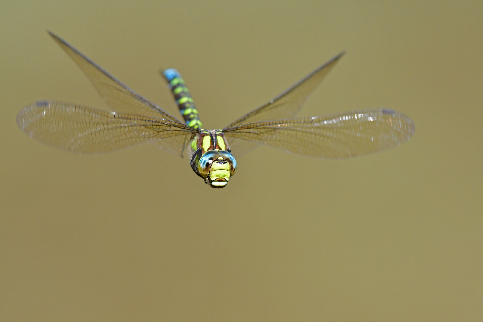 Aeshna cyanea Patrollienflug Serienbild 1