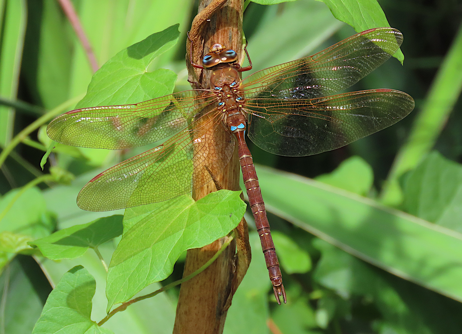 Aeshna grandis (Braune Mosaikjungfer)