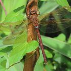 Aeshna grandis (Braune Mosaikjungfer)