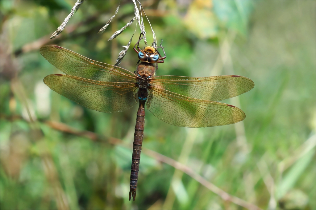 Aeshna grandis - Braune Mosaikjungfer, Männchen beim Fressen