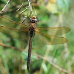 Aeshna grandis - Braune Mosaikjungfer, Männchen beim Fressen