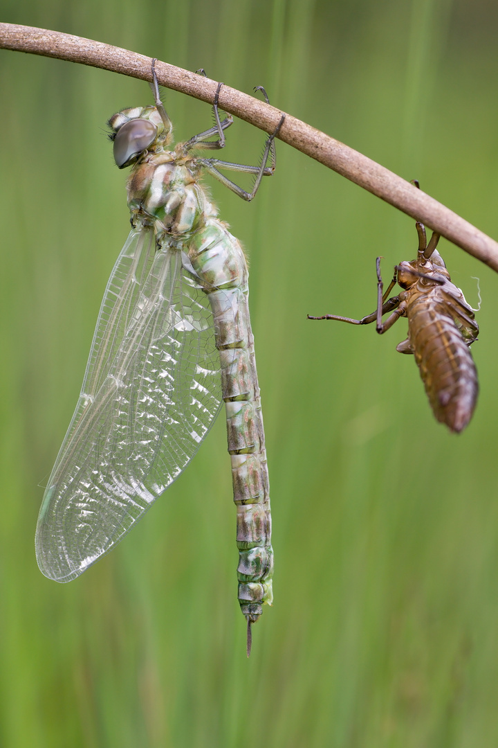 Aeshna juncea