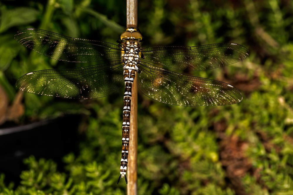 Aeshna juncea