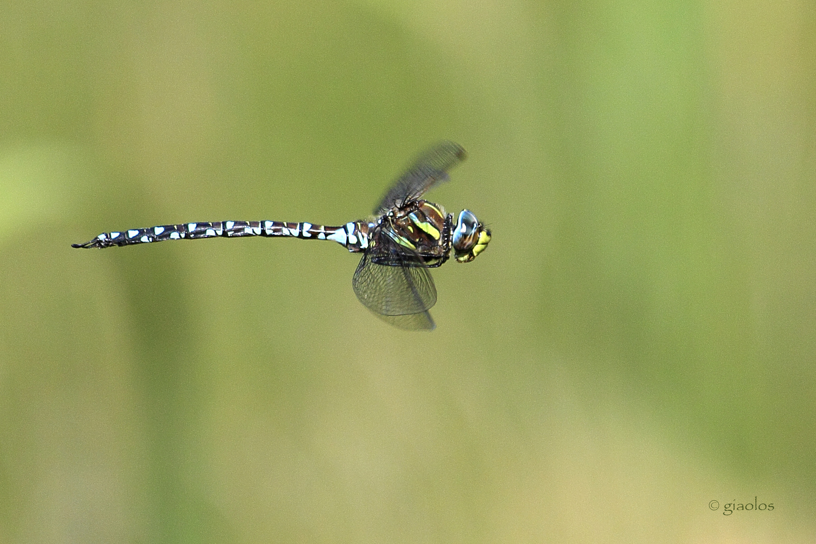 Aeshna juncea