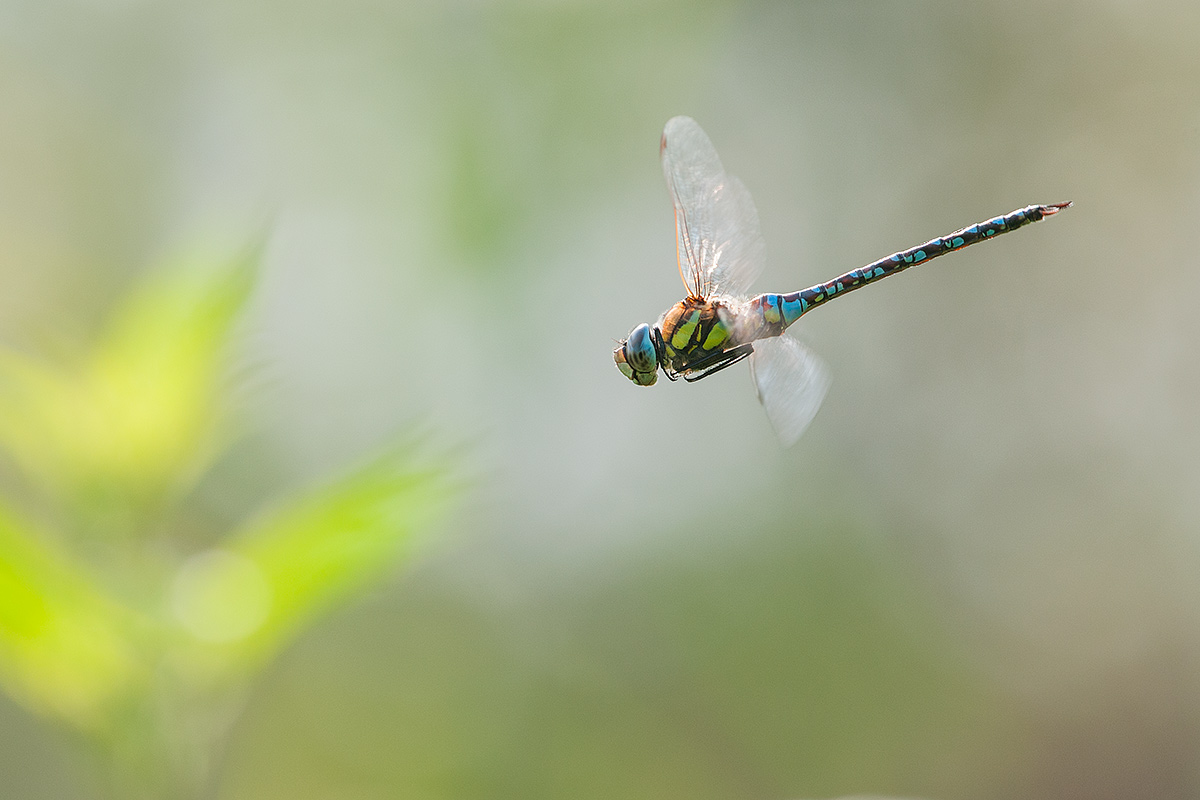 Aeshna juncea