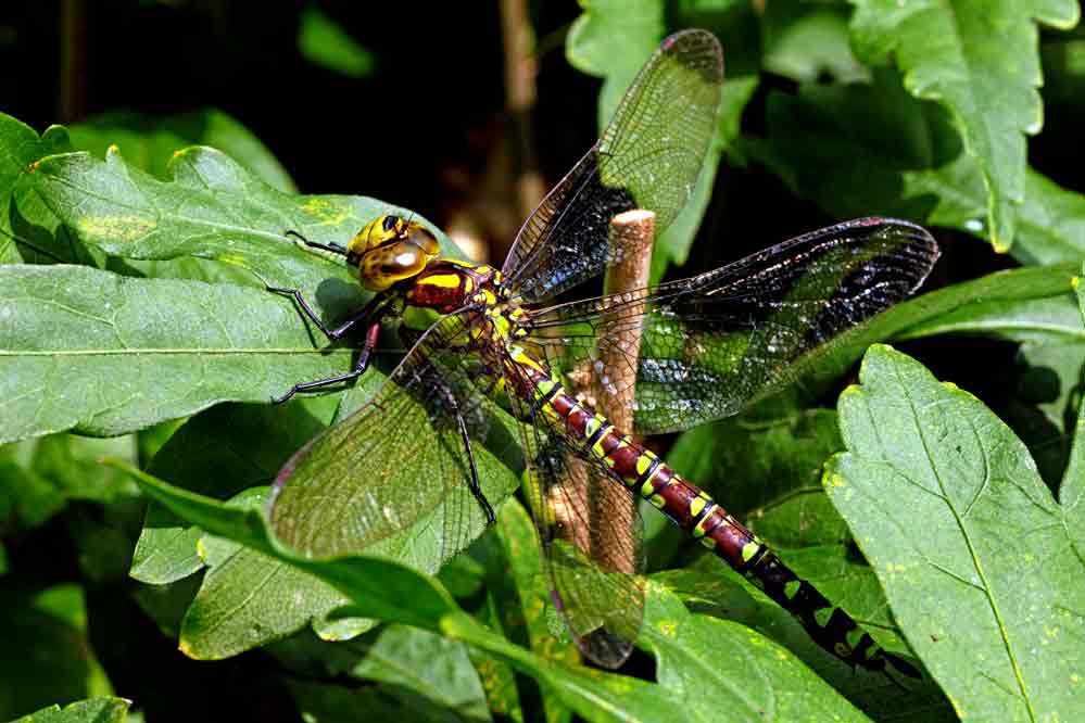 Aeshna juncea