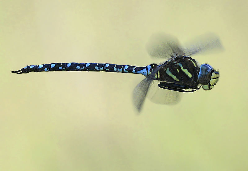 Aeshna juncea male - L'aeschne des joncs mâle