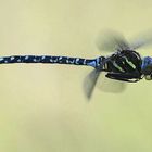 Aeshna juncea male - L'aeschne des joncs mâle