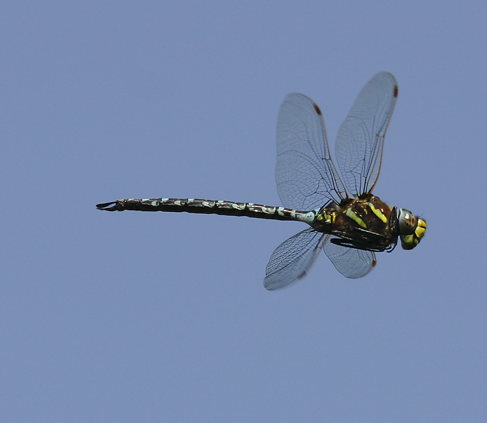 Aeshna juncea male - Torf-Mosaikjungfer männchen