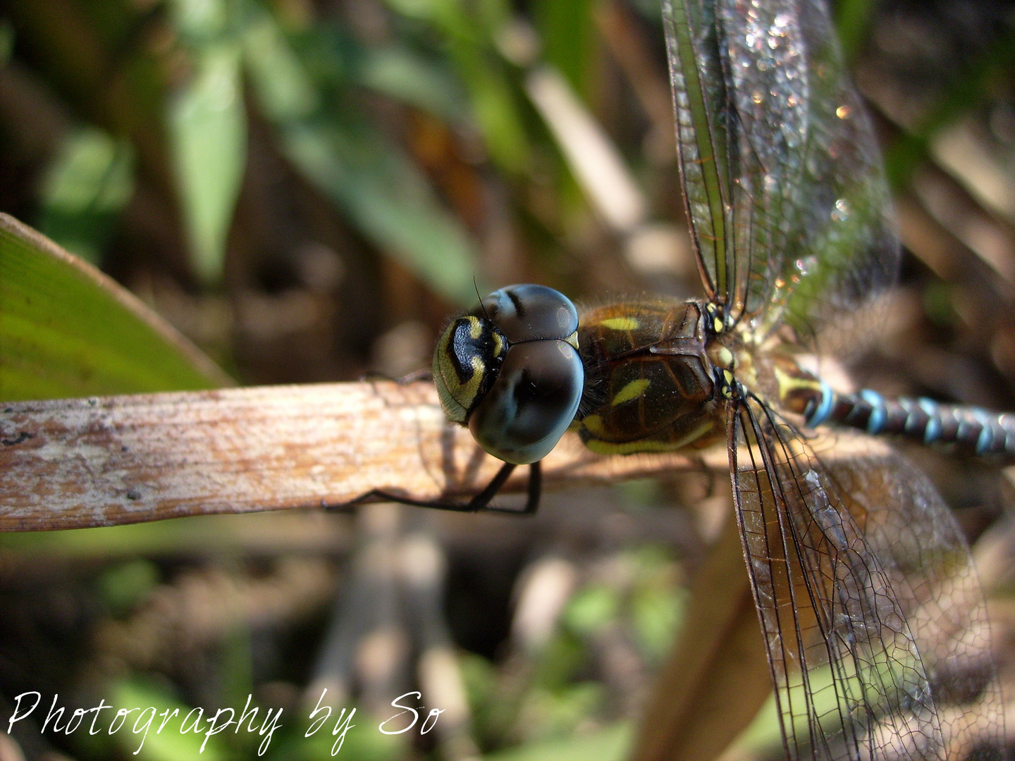 Aeshna mixta