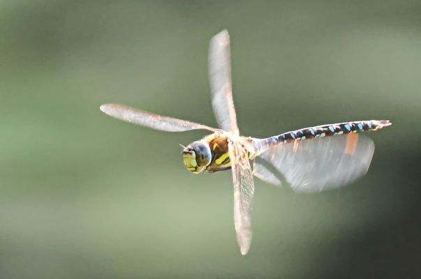 Aeshna mixta + 4 Bilder