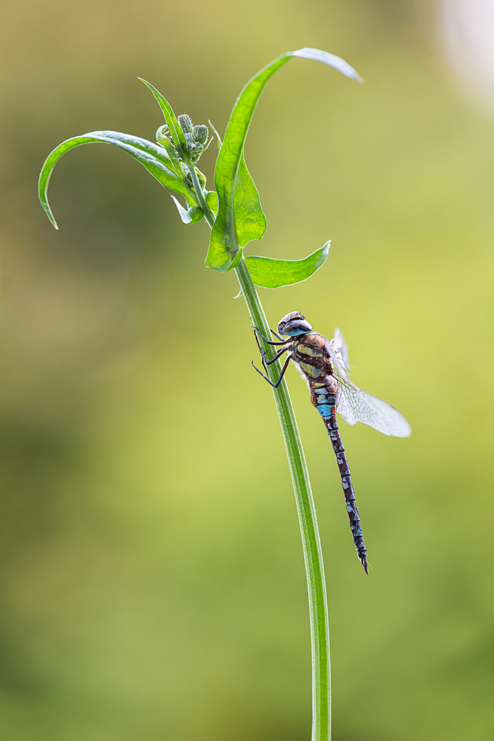 Aeshna mixta