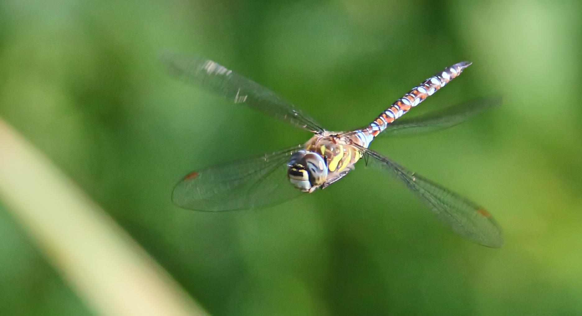 Aeshna mixta auf Patrouille