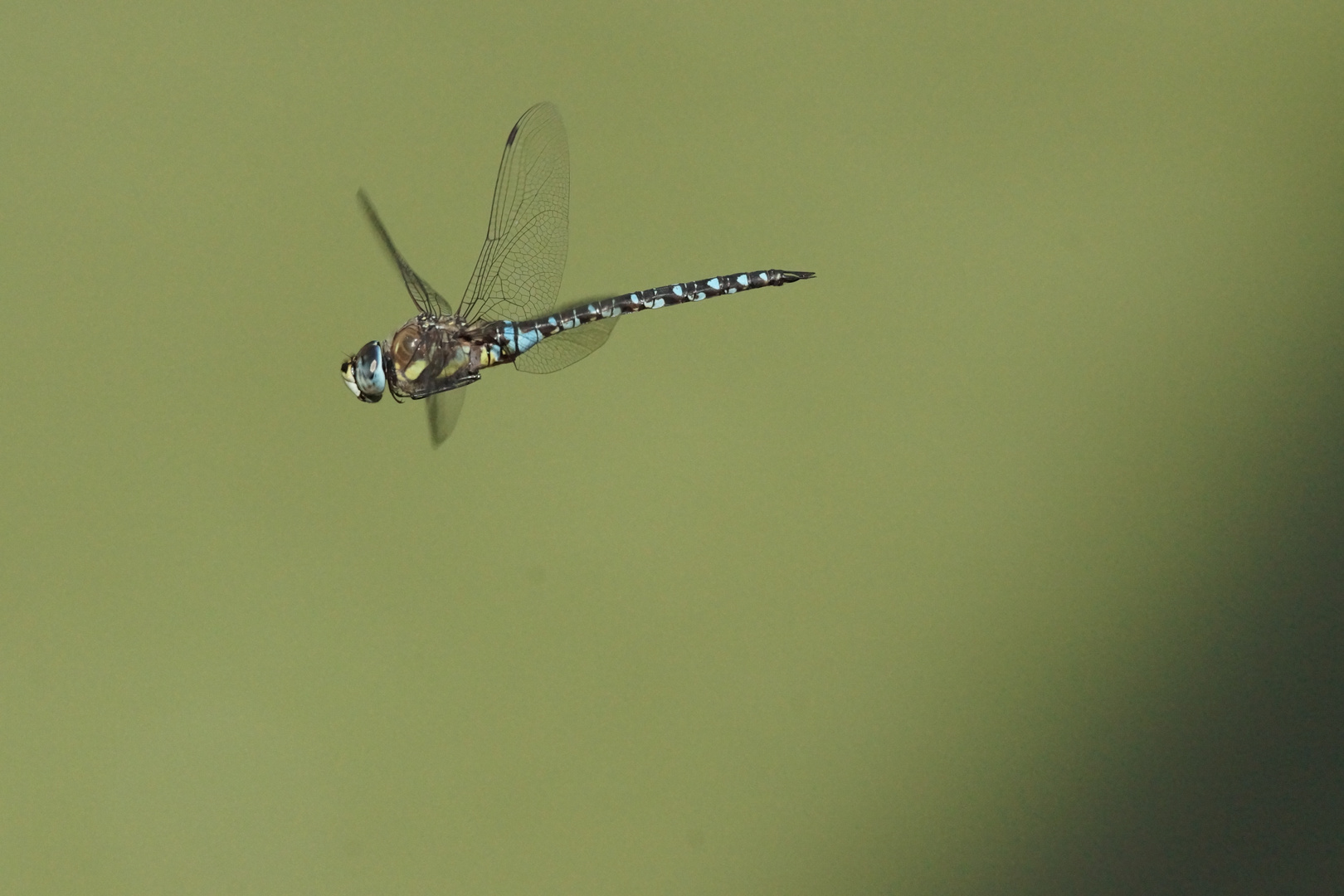 Aeshna mixta, Herbst-Mosaikjungfer