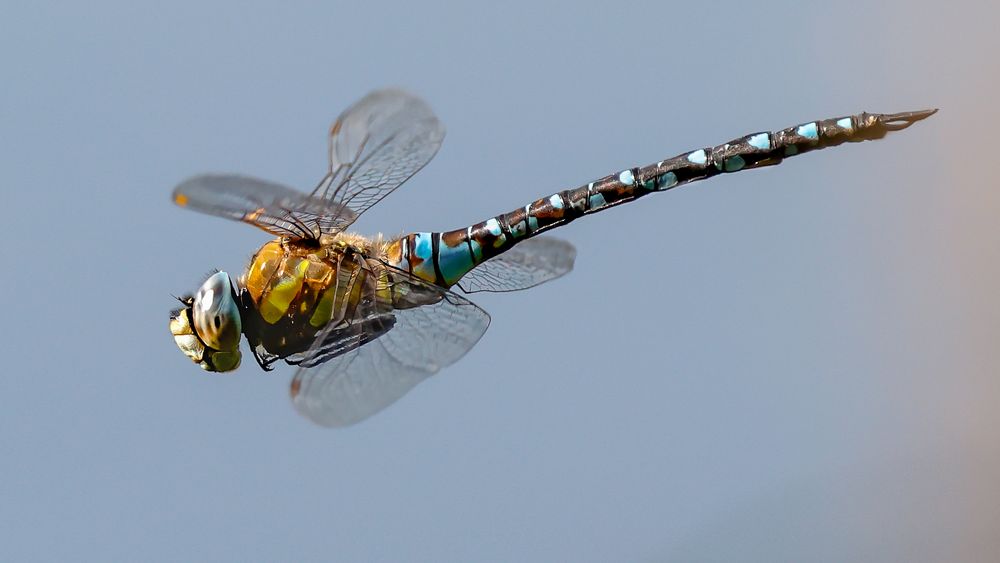 Aeshna mixta ( Herbst-Mosaikjungfer )