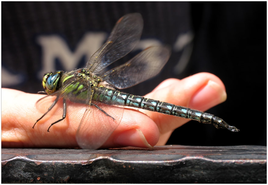 Aeshna mixta - Herbst Mosaikjungfer