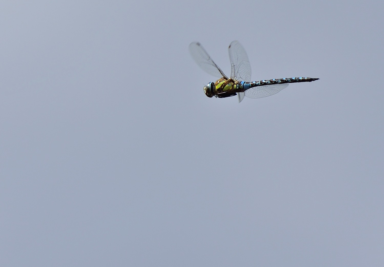 Aeshna mixta - Herbst-Mosaikjungfer