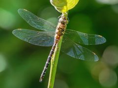 Aeshna mixta ( Herbstmosaikjungfer )