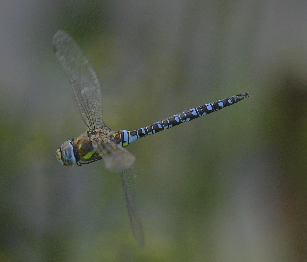 Aeshna mixta im Flug