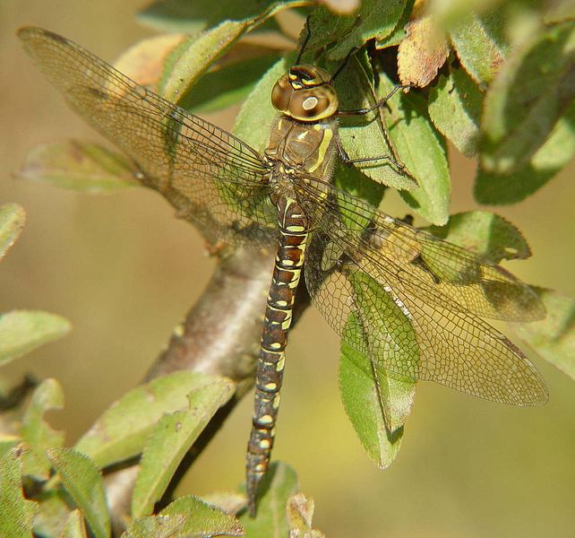 Aeshna Mixta Weibchen