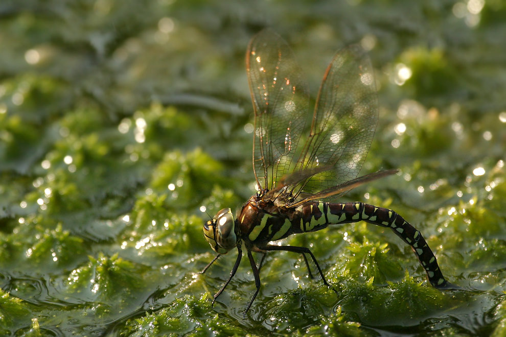 Aeshna subarctica elisabethae