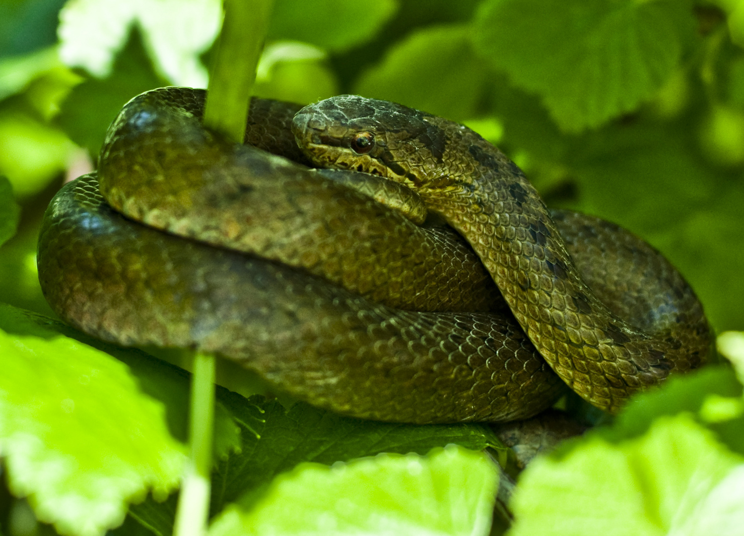 Äskulap Constrictor