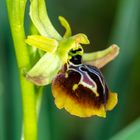 Äskulap-Ragwurz (Ophrys aesculapii)