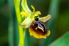 Äskulap-Ragwurz (Ophrys aesculapii)