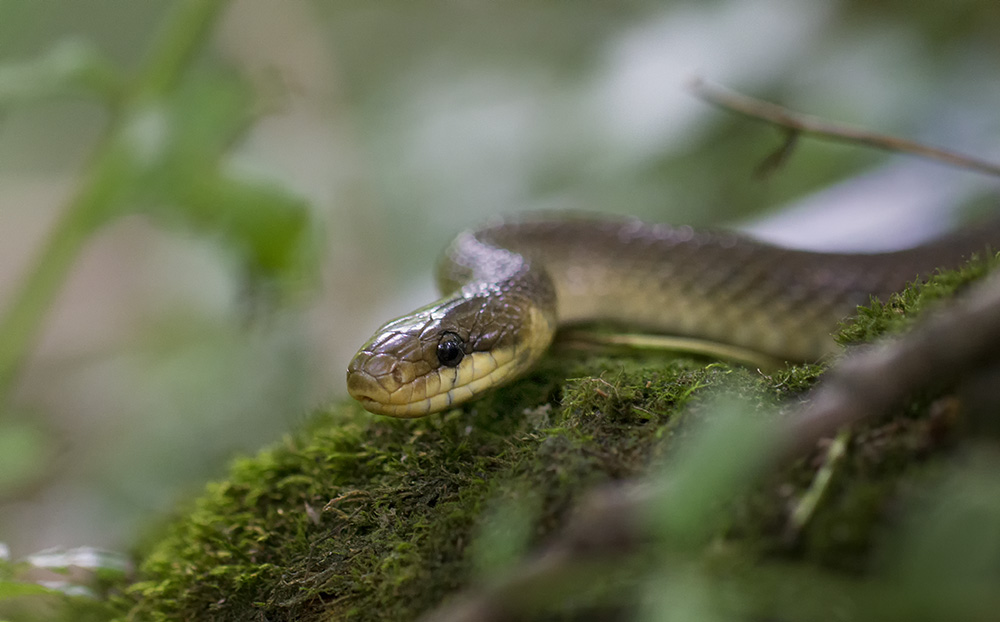 Äskulapnatter im Frauensteiner Wald bei Wiesbaden