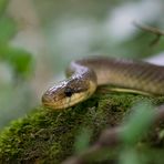 Äskulapnatter im Frauensteiner Wald bei Wiesbaden