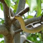 Äskulapnatter im Nußbaum