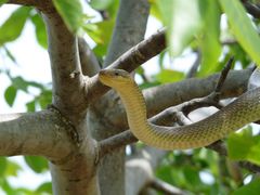 Äskulapnatter im Nußbaum