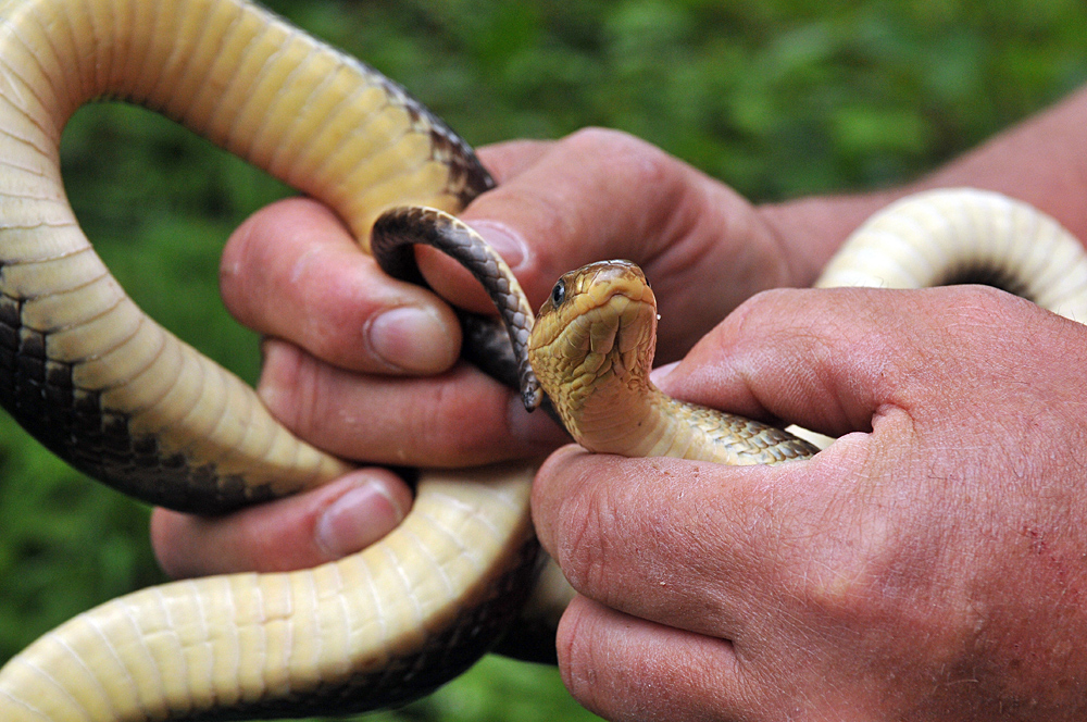 Äskulapnatter: Mit Elfenbein – Bauch